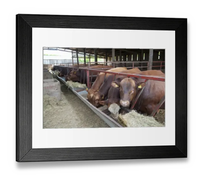 Framed Print : Domestic Cattle, Stabiliser bulls, herd feeding at feed barrier in shed, Yorkshire, England, may Framed Print : Domestic Cattle, Stabiliser bulls, herd feeding at feed barrier in shed, Yorkshire, England, may
