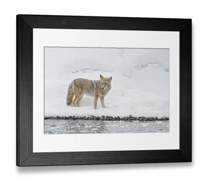 Framed Print : Coyote (Canis latrans) adult, standing in snow beside river, Yellowstone N. P. Wyoming, U. S. A. february Framed Print : Coyote (Canis latrans) adult, standing in snow beside river, Yellowstone N. P. Wyoming, U. S. A. february