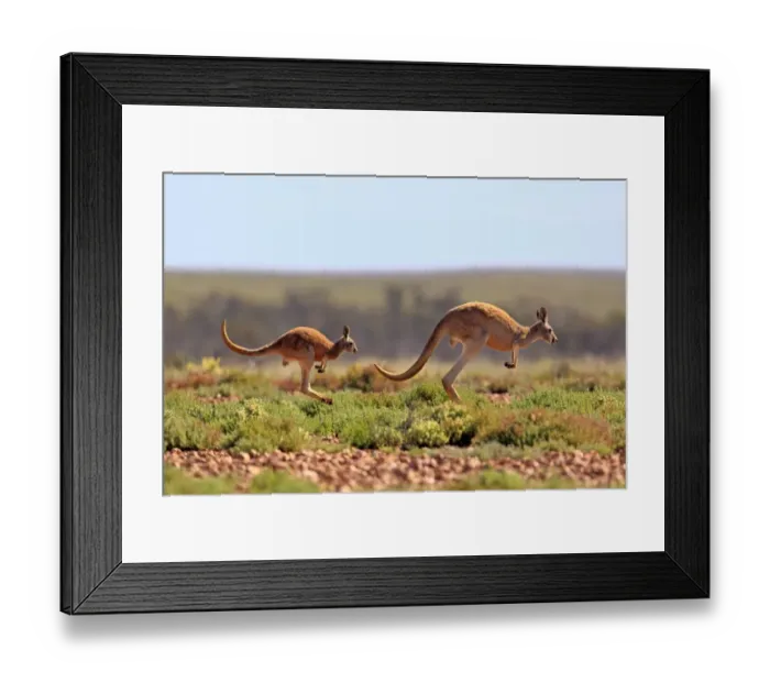 Framed Print : Red Kangaroo (Macropus rufus) adult female with young, jumping over stony ground, Sturt N. P. New South Wales, Australia Framed Print : Red Kangaroo (Macropus rufus) adult female with young, jumping over stony ground, Sturt N. P. New South Wales, Australia
