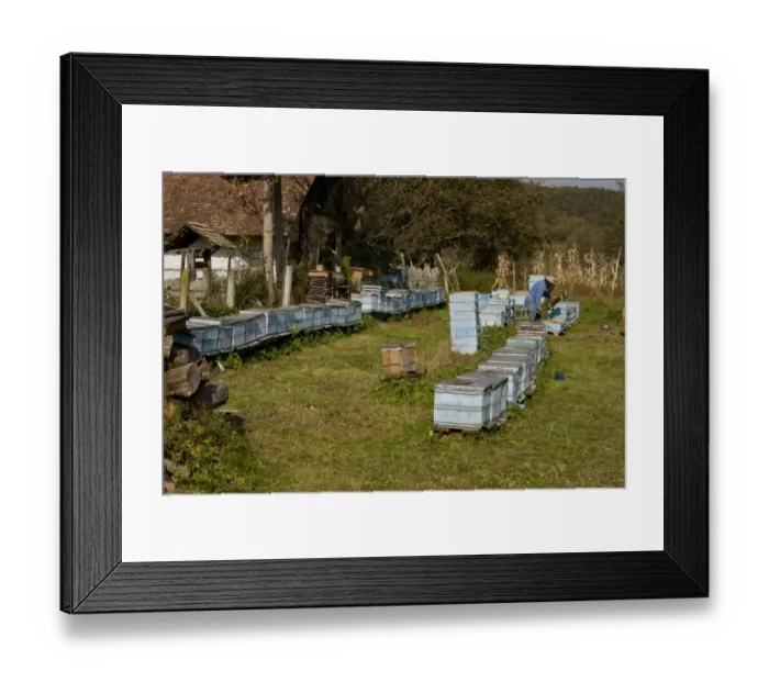 Framed Print : Bee keeping, beekeeper amongst hives in old Saxon village, Mesendorf, Transylvania, Romania, october Framed Print : Bee keeping, beekeeper amongst hives in old Saxon village, Mesendorf, Transylvania, Romania, october