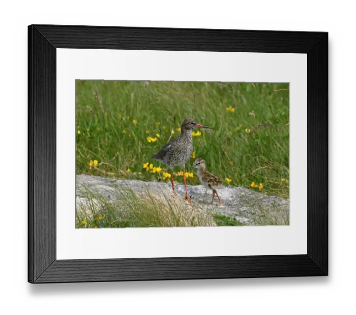 Framed Print : Common Redshank (Tringa totanus) adult with chick, Scotland, june Framed Print : Common Redshank (Tringa totanus) adult with chick, Scotland, june