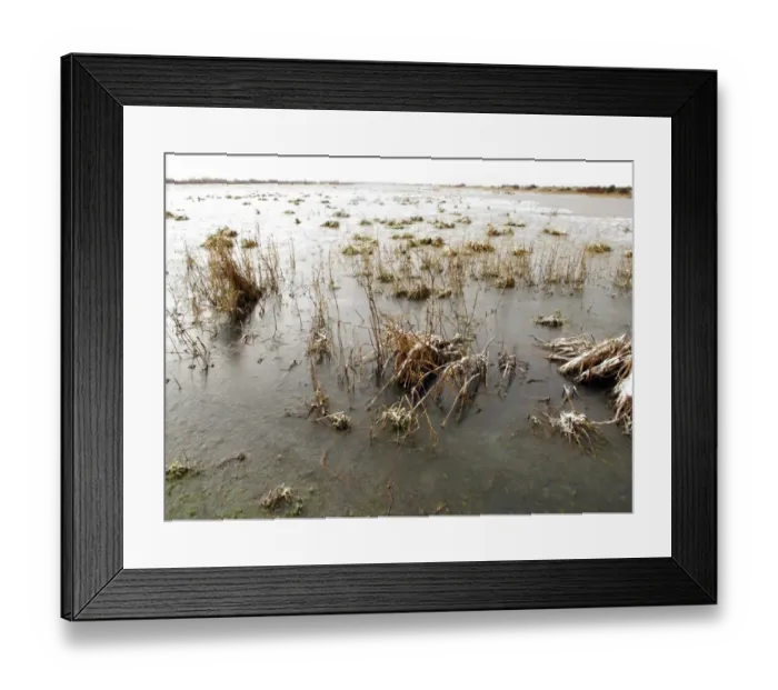 Framed Print : Frozen condtions on coastal marshland, Marshside RSPB Reserve, Southport, Lancashire, England, december Framed Print : Frozen condtions on coastal marshland, Marshside RSPB Reserve, Southport, Lancashire, England, december