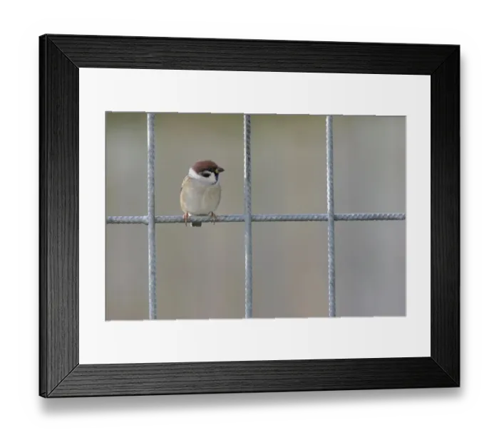 Framed Print : Eurasian Tree Sparrow (Passer montanus) adult, perched on fence, Yorkshire, England, november Framed Print : Eurasian Tree Sparrow (Passer montanus) adult, perched on fence, Yorkshire, England, november