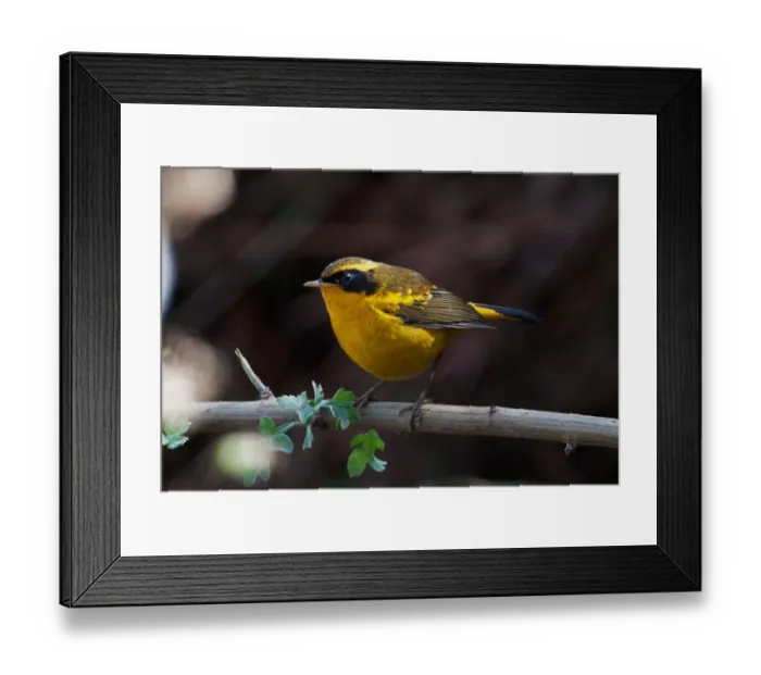 Framed Print : Golden Bush-robin (Tarsiger chrysaeus chrysaeus) adult male, perched on branch, Eaglenest Wildlife Sanctuary, Arunachal Pradesh, India, january Framed Print : Golden Bush-robin (Tarsiger chrysaeus chrysaeus) adult male, perched on branch, Eaglenest Wildlife Sanctuary, Arunachal Pradesh, India, january