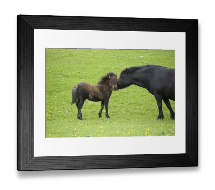 Framed Print : Shetland Pony, mare and foal, interacting in pasture, Tebay, Cumbria, England, july Framed Print : Shetland Pony, mare and foal, interacting in pasture, Tebay, Cumbria, England, july