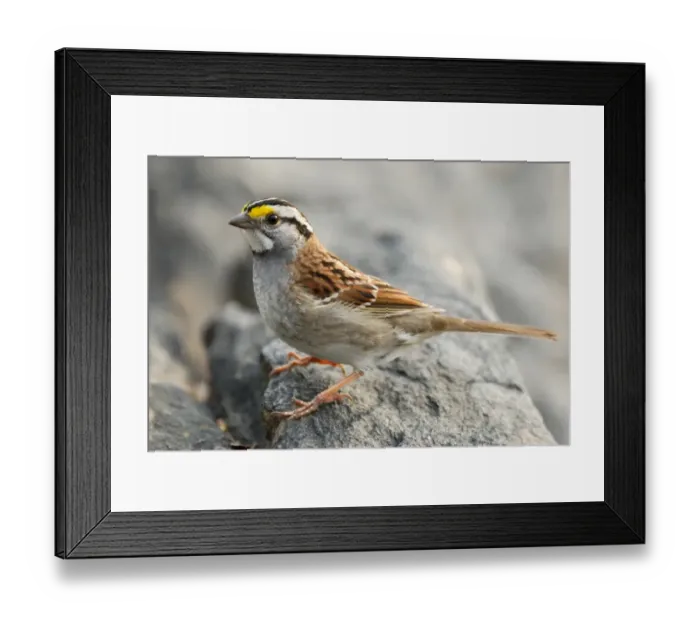 Framed Print : White-throated Sparrow (Zonotrichia albicollis) adult, standing on rock, Central Park, New York City, New York State, U. S. A. april Framed Print : White-throated Sparrow (Zonotrichia albicollis) adult, standing on rock, Central Park, New York City, New York State, U. S. A. april