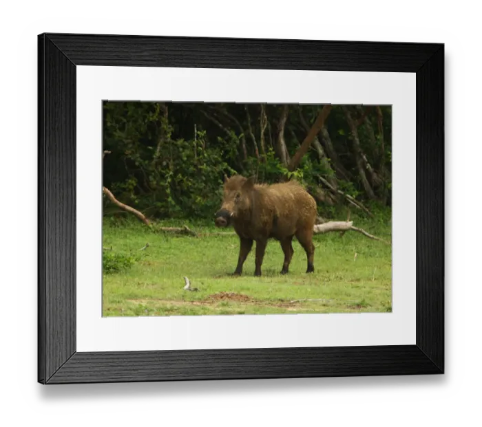 Framed Print : Eurasian Wild Boar (Sus scrofa affinis) adult male, standing in woodland clearing, Yala N. P. Sri Lanka, december