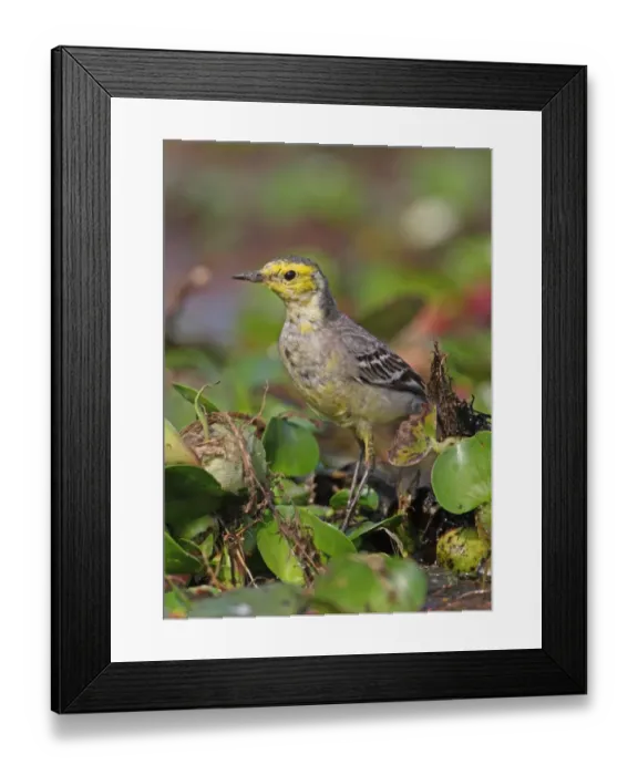 Framed Print : Citrine Wagtail (Motacilla citreola) immature male, standing on Water Hyacinth (Eichhornia sp. ), Dibru-Saikhowa N. P. Assam, India, february Framed Print : Citrine Wagtail (Motacilla citreola) immature male, standing on Water Hyacinth (Eichhornia sp. ), Dibru-Saikhowa N. P. Assam, India, february
