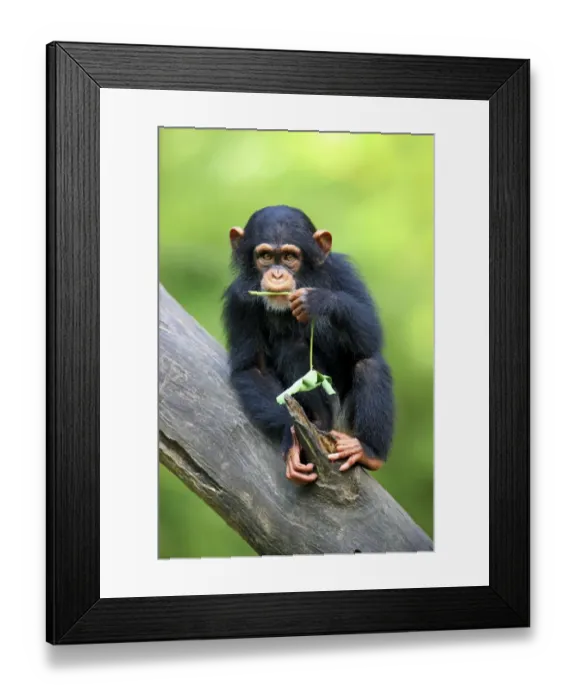 Framed Print : Chimpanzee (Pan troglodytes) young, feeding, sitting on log (captive) Framed Print : Chimpanzee (Pan troglodytes) young, feeding, sitting on log (captive)