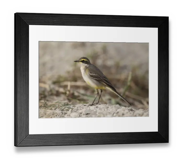 Framed Print : Eastern Yellow Wagtail (Motacilla tschutschensis taivana) adult, non-breeding plumage, standing on fishpond bank, Nam Sang Wai, Hong Kong, China, december Framed Print : Eastern Yellow Wagtail (Motacilla tschutschensis taivana) adult, non-breeding plumage, standing on fishpond bank, Nam Sang Wai, Hong Kong, China, december