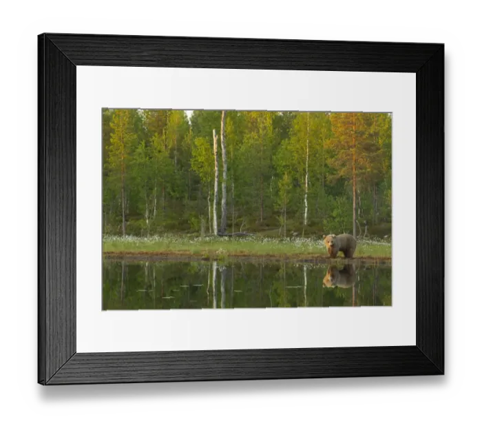 Framed Print : European Brown Bear (Ursus arctos arctos) adult, standing beside pool with reflection in evening sunlight, Finland, june