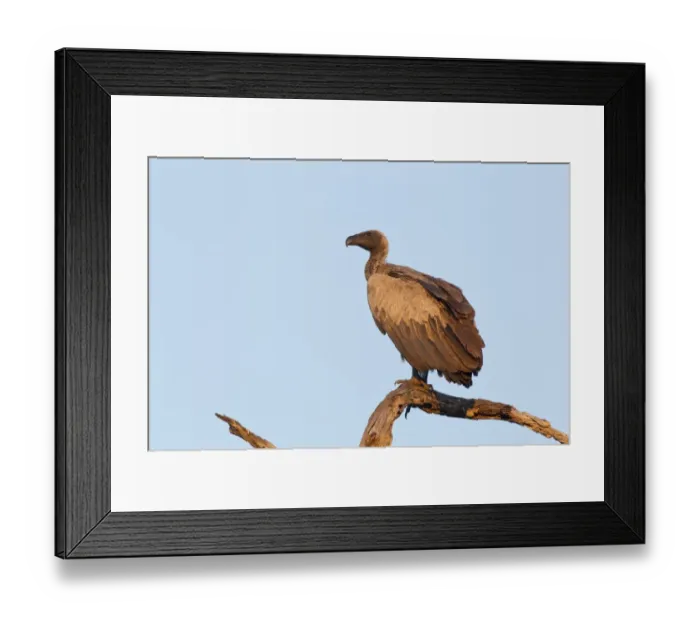 Framed Print : White-backed Vulture (Gyps africanus) adult, perched on dead branch, Okavango Delta, Botswana Framed Print : White-backed Vulture (Gyps africanus) adult, perched on dead branch, Okavango Delta, Botswana