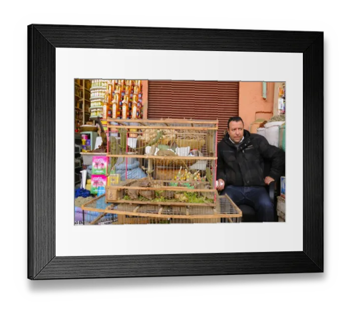 Framed Print : Chameleons and tortoises for sale as pets in market, Marrakesh, Morocco, january Framed Print : Chameleons and tortoises for sale as pets in market, Marrakesh, Morocco, january