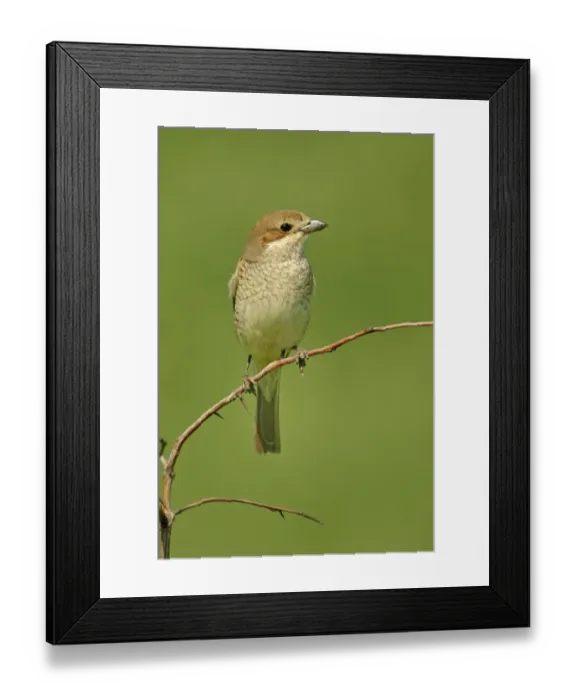 Framed Print : Red-backed Shrike (Lanius collurio) adult female, perched on twig, Bulgaria, may Framed Print : Red-backed Shrike (Lanius collurio) adult female, perched on twig, Bulgaria, may