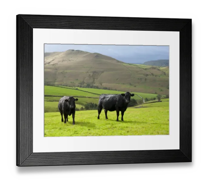 Framed Print : Domestic Cattle, Aberdeen Angus x Limousin suckler cows, two standing in pasture, Hayfield, High Peak, Peak District N. P. Derbyshire, England, october