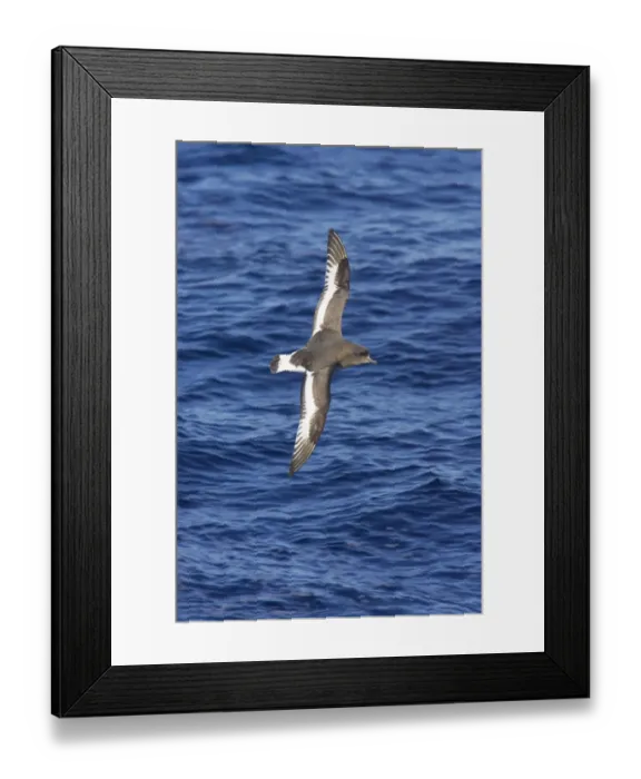 Framed Print : Antarctic Petrel (Thalassoica antarctica) adult, in flight over sea, Antarctic Ocean, Antarctica