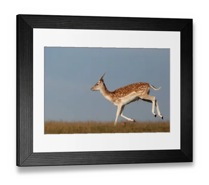 Framed Print : Fallow Deer (Dama dama) immature buck, running on grass, Kent, England, september Framed Print : Fallow Deer (Dama dama) immature buck, running on grass, Kent, England, september