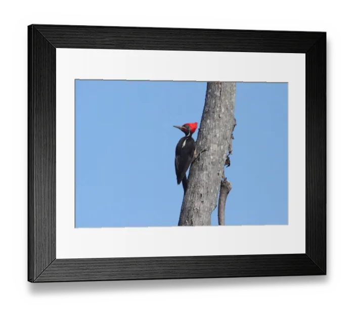 Framed Print : Lineated Woodpecker (Dryocopus lineatus) adult male, foraging on tree trunk, Costa Rica, february