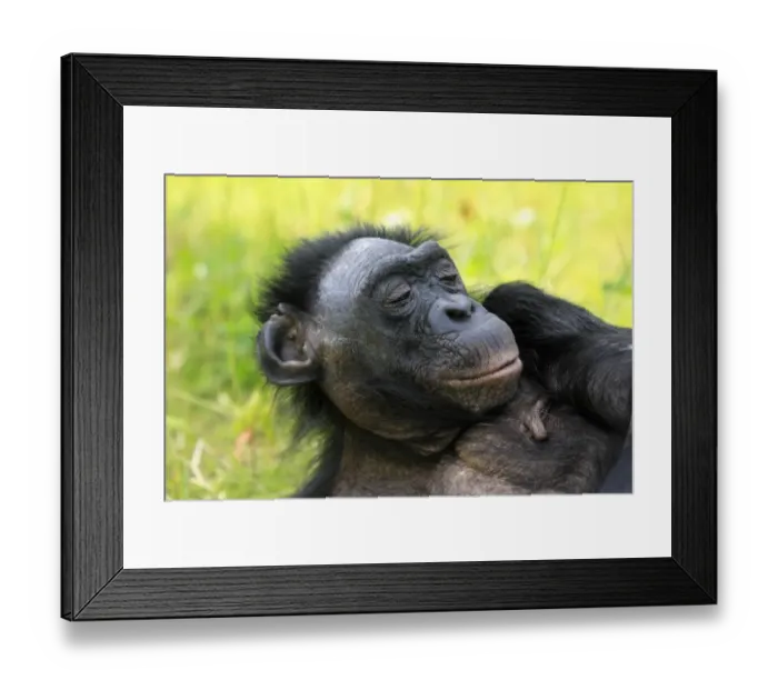 Framed Print : Bonobo (Pan paniscus) adult female, resting, close-up of head, captive Framed Print : Bonobo (Pan paniscus) adult female, resting, close-up of head, captive