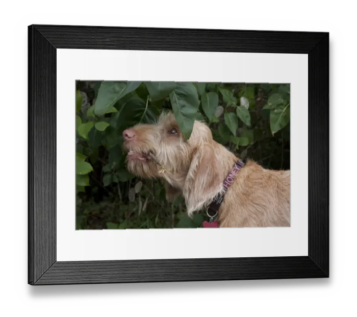 Framed Print : Domestic Dog, Wire-haired Hungarian Vizsla, female puppy, close-up of head, chewing bushes in garden, England, october Framed Print : Domestic Dog, Wire-haired Hungarian Vizsla, female puppy, close-up of head, chewing bushes in garden, England, october