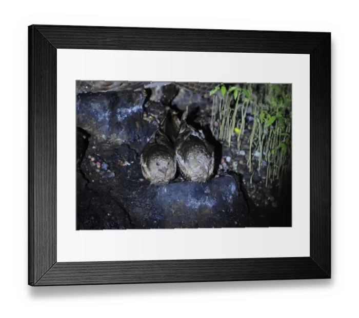 Framed Print : Oilbird (Steatornis caripensis) adult pair, sitting at nest, Aripo Caves, Trinidad, Trinidad and Tobago Framed Print : Oilbird (Steatornis caripensis) adult pair, sitting at nest, Aripo Caves, Trinidad, Trinidad and Tobago