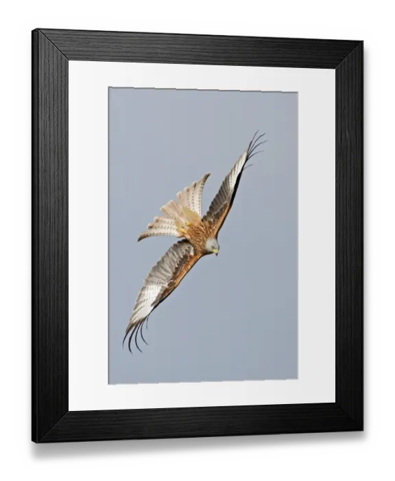 Framed Print : Red Kite (Milvus milvus) adult, in flight, diving and twisting, Oxfordshire, England, march Framed Print : Red Kite (Milvus milvus) adult, in flight, diving and twisting, Oxfordshire, England, march