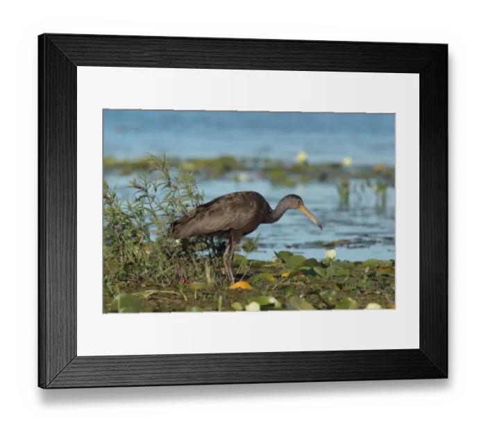 Framed Print : Limpkin (Aeamus guarauna guarauna) adult, standing in water, Ibera, Corrientes, Argentina, november Framed Print : Limpkin (Aeamus guarauna guarauna) adult, standing in water, Ibera, Corrientes, Argentina, november