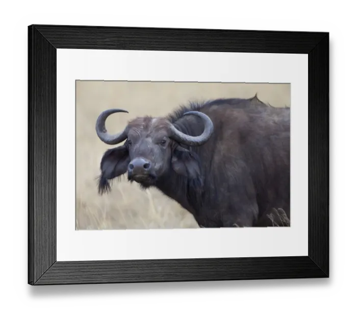 Framed Print : African Buffalo (Syncerus caffer) adult female, close-up of head, Ngorongoro Crater, Tanzania, november