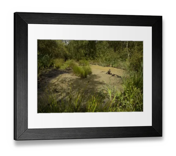 Framed Print : View of pond in flooded former clay pit, Morley Brickyards, Derbyshire Wildlife Trust Reserve, Derbyshire, England, august Framed Print : View of pond in flooded former clay pit, Morley Brickyards, Derbyshire Wildlife Trust Reserve, Derbyshire, England, august