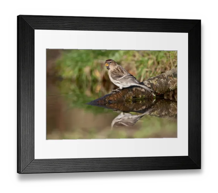 Framed Print : Common Redpoll (Carduelis flammea) adult, drinking at woodland pond, Norfolk, England, january