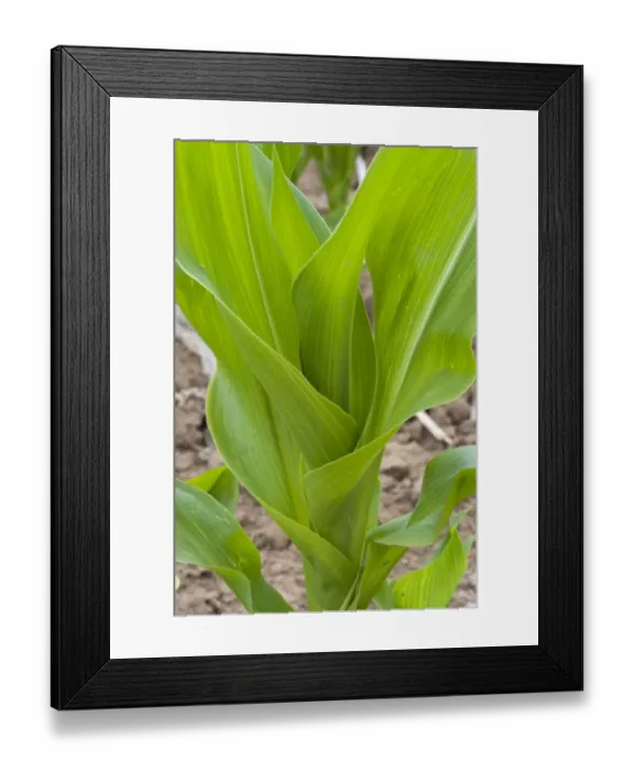 Framed Print : Maize (Zea mays) crop, grown for silage, close-up of leaves, Oxfordshire, England, june Framed Print : Maize (Zea mays) crop, grown for silage, close-up of leaves, Oxfordshire, England, june