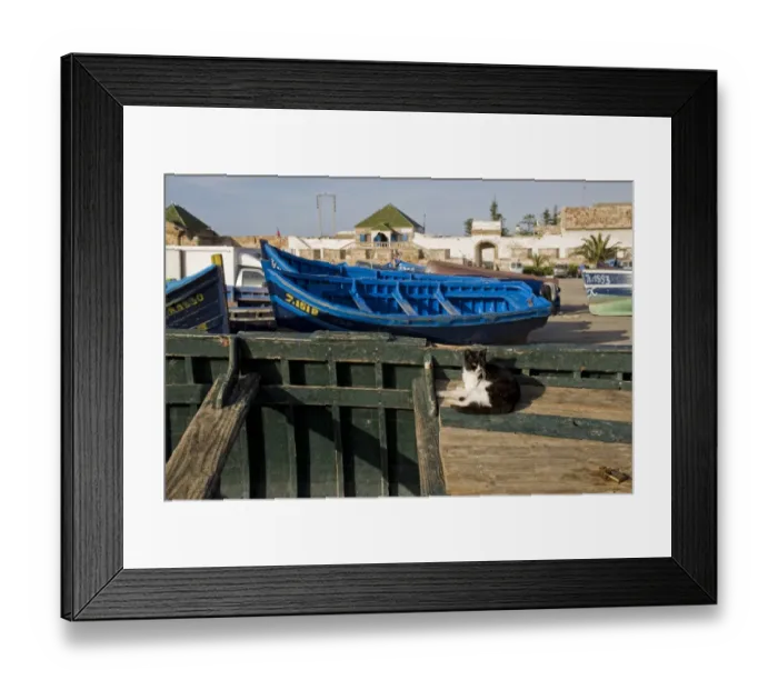 Framed Print : Domestic Cat, adult, resting on fishing boat in coastal city, Essaouira, Morocco, february Framed Print : Domestic Cat, adult, resting on fishing boat in coastal city, Essaouira, Morocco, february
