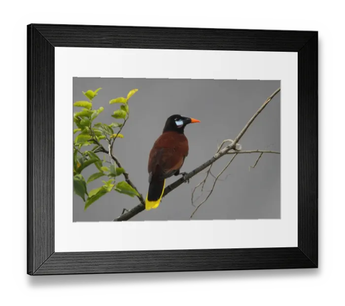 Framed Print : Montezuma Oropendola (Psarocolius montezuma) adult, perched on branch in tree, Costa Rica, february Framed Print : Montezuma Oropendola (Psarocolius montezuma) adult, perched on branch in tree, Costa Rica, february