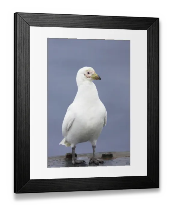 Framed Print : Snowy Sheathbill (Chionis alba) adult, standing on ship, Antarctic Peninsula, Antarctica Framed Print : Snowy Sheathbill (Chionis alba) adult, standing on ship, Antarctic Peninsula, Antarctica