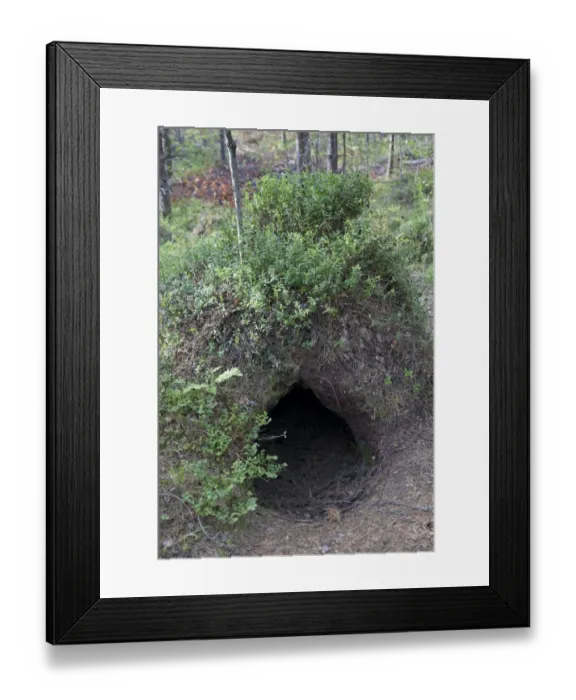 Framed Print : European Brown Bear (Ursus arctos arctos) den, in coniferous forest, Finland, july Framed Print : European Brown Bear (Ursus arctos arctos) den, in coniferous forest, Finland, july