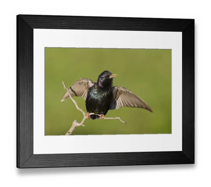Framed Print : Common Starling (Sturnus vulgaris) adult, singing, with wings spread, Bulgaria, may Framed Print : Common Starling (Sturnus vulgaris) adult, singing, with wings spread, Bulgaria, may