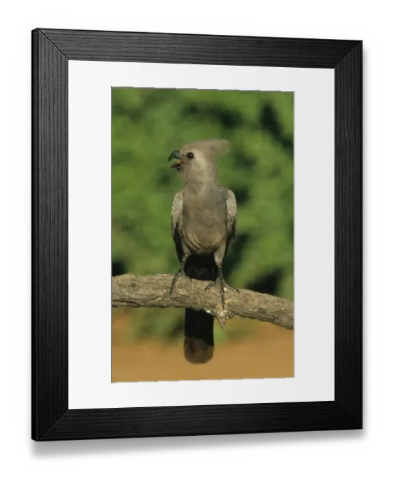 Framed Print : Grey Go-away-bird (Corythaixoides concolor) adult, calling, perched on branch, South Africa Framed Print : Grey Go-away-bird (Corythaixoides concolor) adult, calling, perched on branch, South Africa