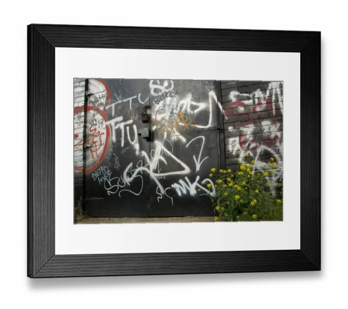Framed Print : Oilseed Rape (Brassica napus) naturalised escapee, flowering, growing beside graffiti covered wall and doors in city centre, Sheffield, South Yorkshire, England, may Framed Print : Oilseed Rape (Brassica napus) naturalised escapee, flowering, growing beside graffiti covered wall and doors in city centre, Sheffield, South Yorkshire, England, may