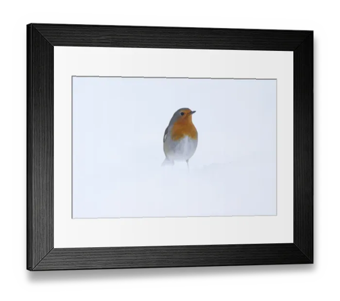Framed Print : European Robin (Erithacus rubecula) adult, standing in heavy snow, Yorkshire, England, january Framed Print : European Robin (Erithacus rubecula) adult, standing in heavy snow, Yorkshire, England, january