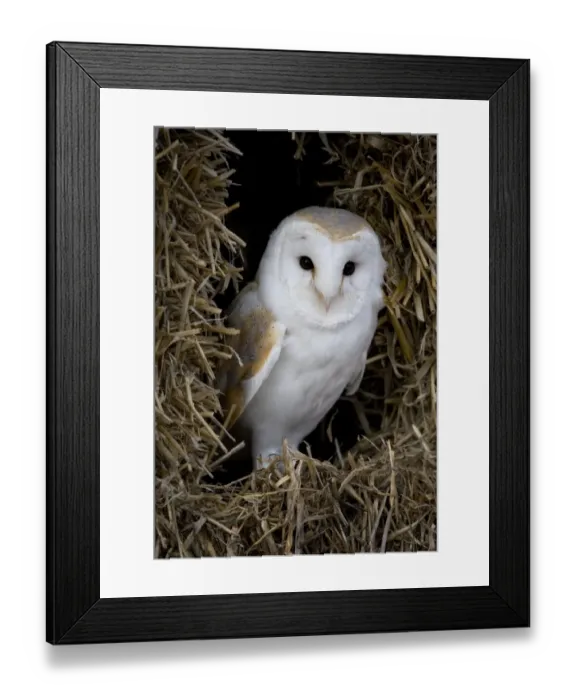 Framed Print : Barn Owl (Tyto alba) adult, standing on straw bales, Gloucestershire, England, february (captive) Framed Print : Barn Owl (Tyto alba) adult, standing on straw bales, Gloucestershire, England, february (captive)