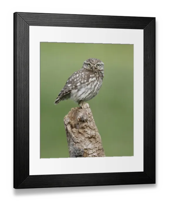 Framed Print : Little Owl (Athene noctua) adult, standing on tree stump, Leicestershire, England, june Framed Print : Little Owl (Athene noctua) adult, standing on tree stump, Leicestershire, England, june