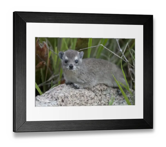 Framed Print : Yellow-spotted Rock Hyrax (Heterohyrax brucei) young, resting on rock, Serengeti N. P. Tanzania, november