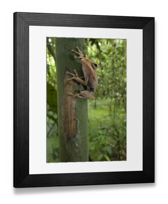 Framed Print : Gunther's Banded Treefrog (Hypsiboas fasciatus) adult, clinging to trunk in tropical forest habitat, Los Amigos Biological Station, Madre de Dios, Amazonia, Peru Framed Print : Gunther's Banded Treefrog (Hypsiboas fasciatus) adult, clinging to trunk in tropical forest habitat, Los Amigos Biological Station, Madre de Dios, Amazonia, Peru