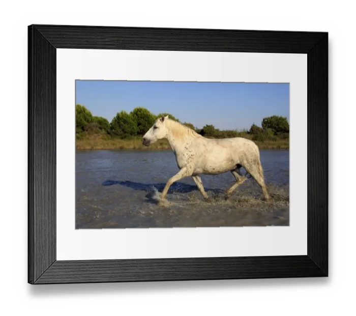 Framed Print : Camargue Horse, adult, running in water, Saintes Marie de la Mer, Camargue, Bouches du Rhone, France Framed Print : Camargue Horse, adult, running in water, Saintes Marie de la Mer, Camargue, Bouches du Rhone, France
