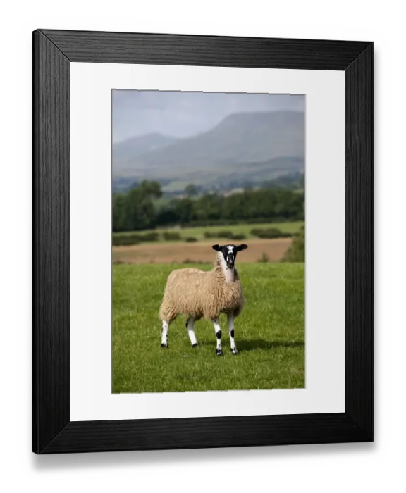 Framed Print : Domestic Sheep, mule gimmer lamb, standing in pasture, Cumbria, England, september