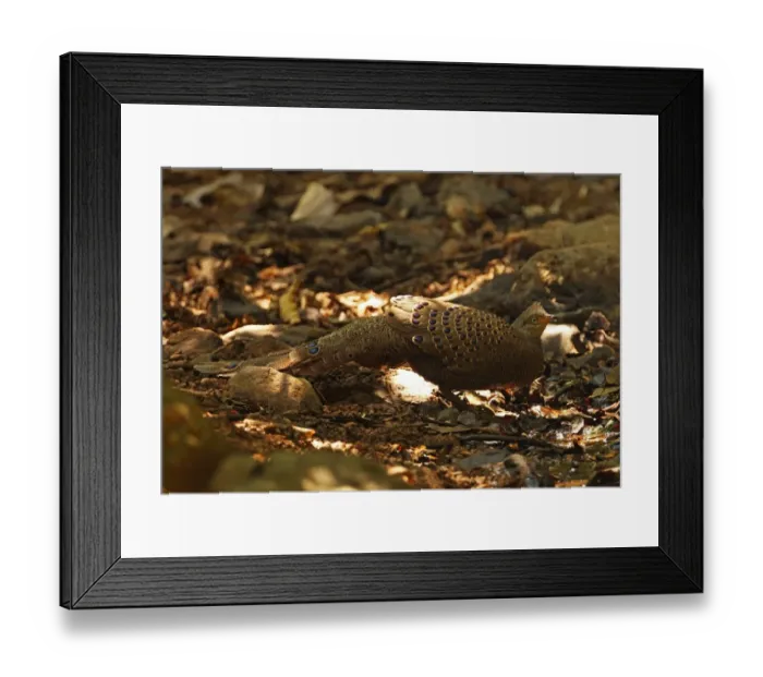 Framed Print : Grey Peacock-pheasant (Polyplectron bicalcaratum) adult male, drinking at pool in forest, Kaeng Krachan N. P. Thailand, february Framed Print : Grey Peacock-pheasant (Polyplectron bicalcaratum) adult male, drinking at pool in forest, Kaeng Krachan N. P. Thailand, february