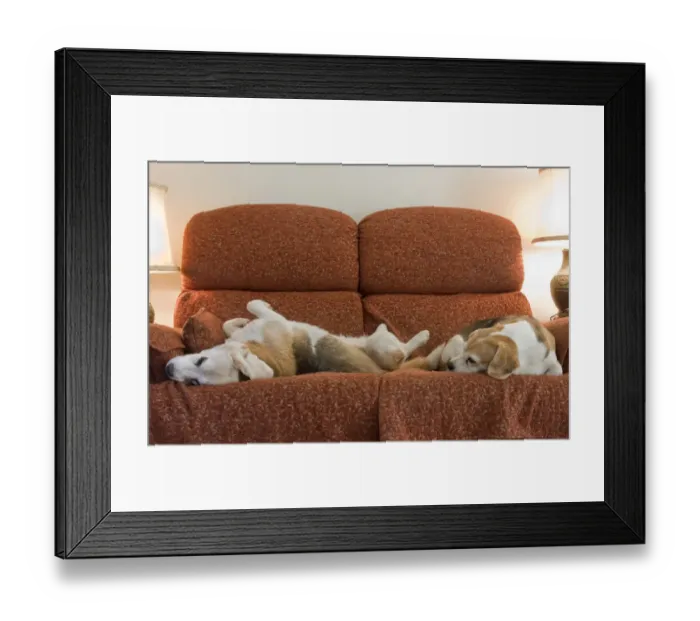 Framed Print : Domestic Dog, Beagle, two elderly adults, sleeping on sofa, England Framed Print : Domestic Dog, Beagle, two elderly adults, sleeping on sofa, England