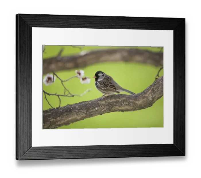 Framed Print : Harris's Sparrow (Zonotrichia querula) adult, perched on branch, North Dakota, U. S. A. may Framed Print : Harris's Sparrow (Zonotrichia querula) adult, perched on branch, North Dakota, U. S. A. may