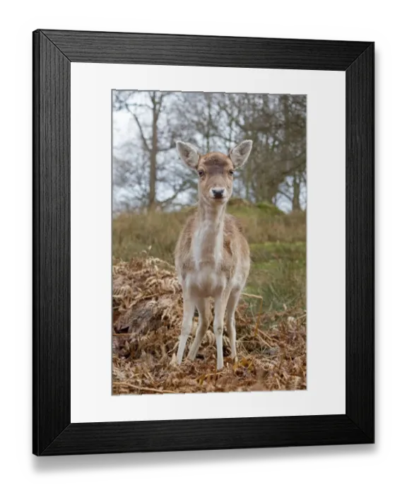Framed Print : Fallow Deer (Dama dama) doe, standing amongst bracken, Knole Park, Kent, England, february Framed Print : Fallow Deer (Dama dama) doe, standing amongst bracken, Knole Park, Kent, England, february