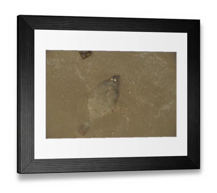 Framed Print : European Flounder (Platichthys flesus) immature, on beach at low tide, Cumbria, England, june Framed Print : European Flounder (Platichthys flesus) immature, on beach at low tide, Cumbria, England, june